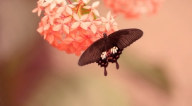 蝴蝶花墙纸
