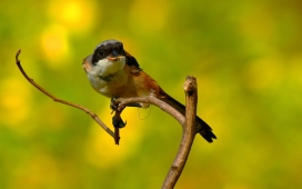 高清晰小猛禽伯劳鸟桌面壁纸下载