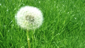 高清晰蒲公英小清新桌面壁纸下载