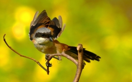 高清晰活泼可爱的小猛禽伯劳鸟桌面壁纸下载