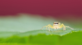 高清晰绿叶上的绿色跳蛛壁纸