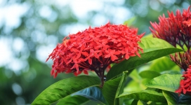 高清晰鲜红的红花壁纸