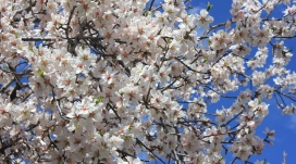 高清晰白色梅花壁纸