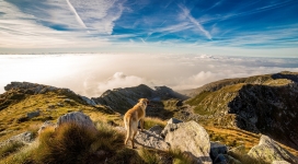 云海之山上的宠物狗