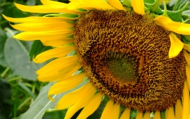 高清晰向日葵花瓣写真壁纸