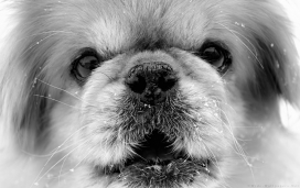 一个古老的雪域北京人狗