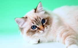 美丽的蓝眼睛猫