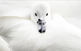 可爱的白色鹅宝宝