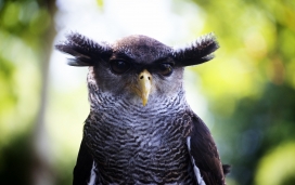 有趣瞪着的猫头鹰