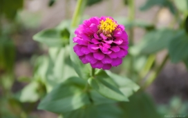 粉红色的百日草