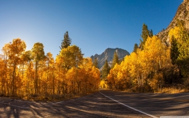 高清晰黄色枫叶路壁纸