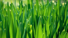 高清晰绿色盛夏小清新植物桌面壁纸下载