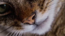 大猫胡须写真壁纸