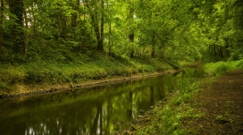 绿色森林河壁纸