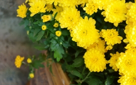 高清晰黄色菊花壁纸