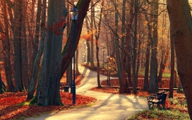 秋季的公园路
