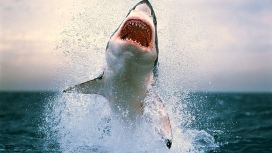 张开大嘴的鲨鱼