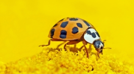 高清晰黄褐色铁甲虫壁纸