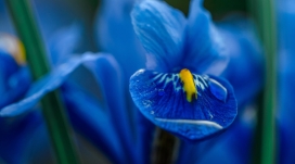 蓝色鸢尾花