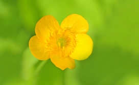 高清晰绿色虚幻背景下的黄花壁纸