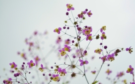 高清晰园林花卉壁纸