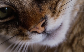 高清晰猫胡须写真壁纸