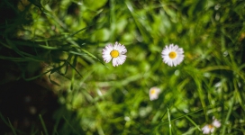 高清晰绿叶黄花壁纸