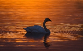 高清晰夕阳下的天鹅壁纸