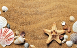 高清晰夏季沙滩海螺贝壳壁纸