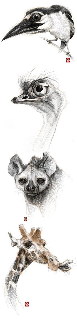 Sketchy animals手绘动物插画设计