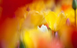 高清晰郁金香花瓣壁纸