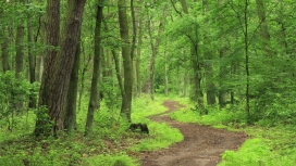 清新绿色森林小道路