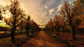 漂亮的大树公园路