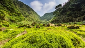 高清晰绿色苔藓山壁纸