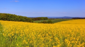 高清晰金灿灿油菜花壁纸