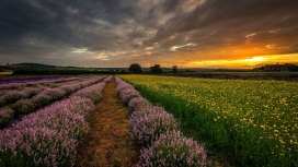 汉普郡的薰衣草日落