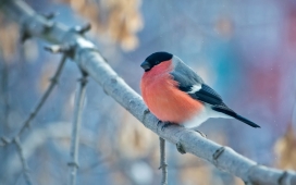 冬季中的红腹灰雀鸟