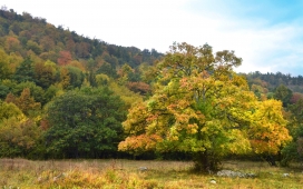 五颜六色的森林树