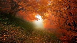 有雾的山草橙树