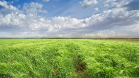 明亮的绿色麦田