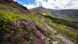 迷人的山丘紫色花