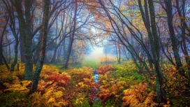 完美秋季森林的早餐