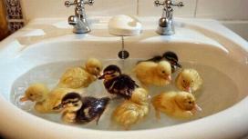 洗浴池玩水的小鸭子