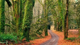 奥林匹克国家公园秋天小路