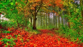 高清晰森林红叶壁纸