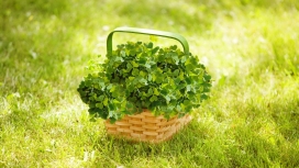 装满绿色三叶草的篮子