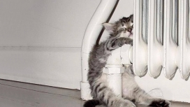 躲在取暖片中取暖的猫