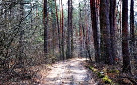 高清晰秋季树林壁纸