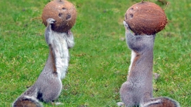 头戴椰壳的松鼠