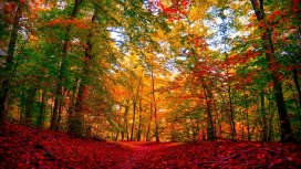 高清晰红叶树林秋季美景壁纸